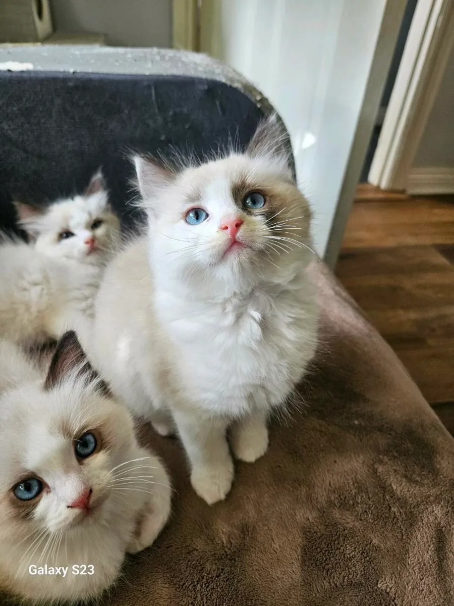 Ragdolls kittens - Image 4