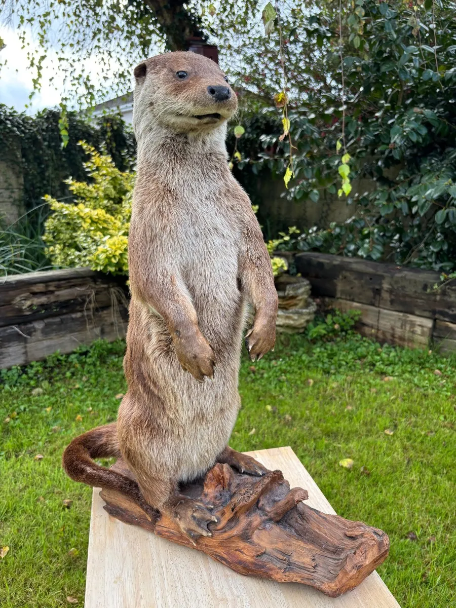 Mounted Otter on Bog Oak – Excellent Condition - Image 1