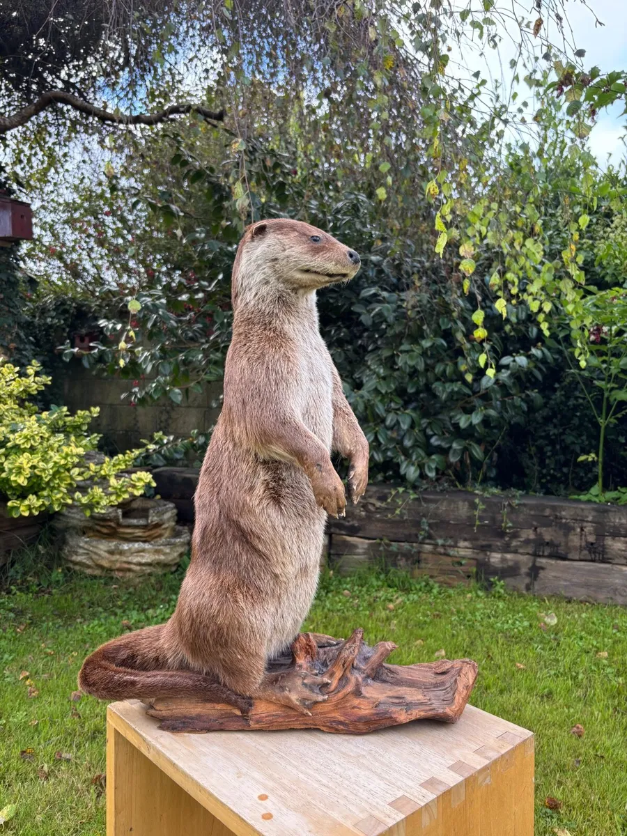 Mounted Otter on Bog Oak – Excellent Condition - Image 2