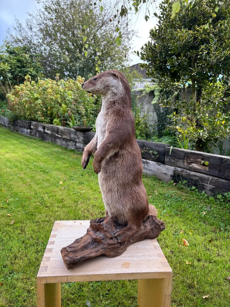 Mounted Otter on Bog Oak – Excellent Condition - Image 3