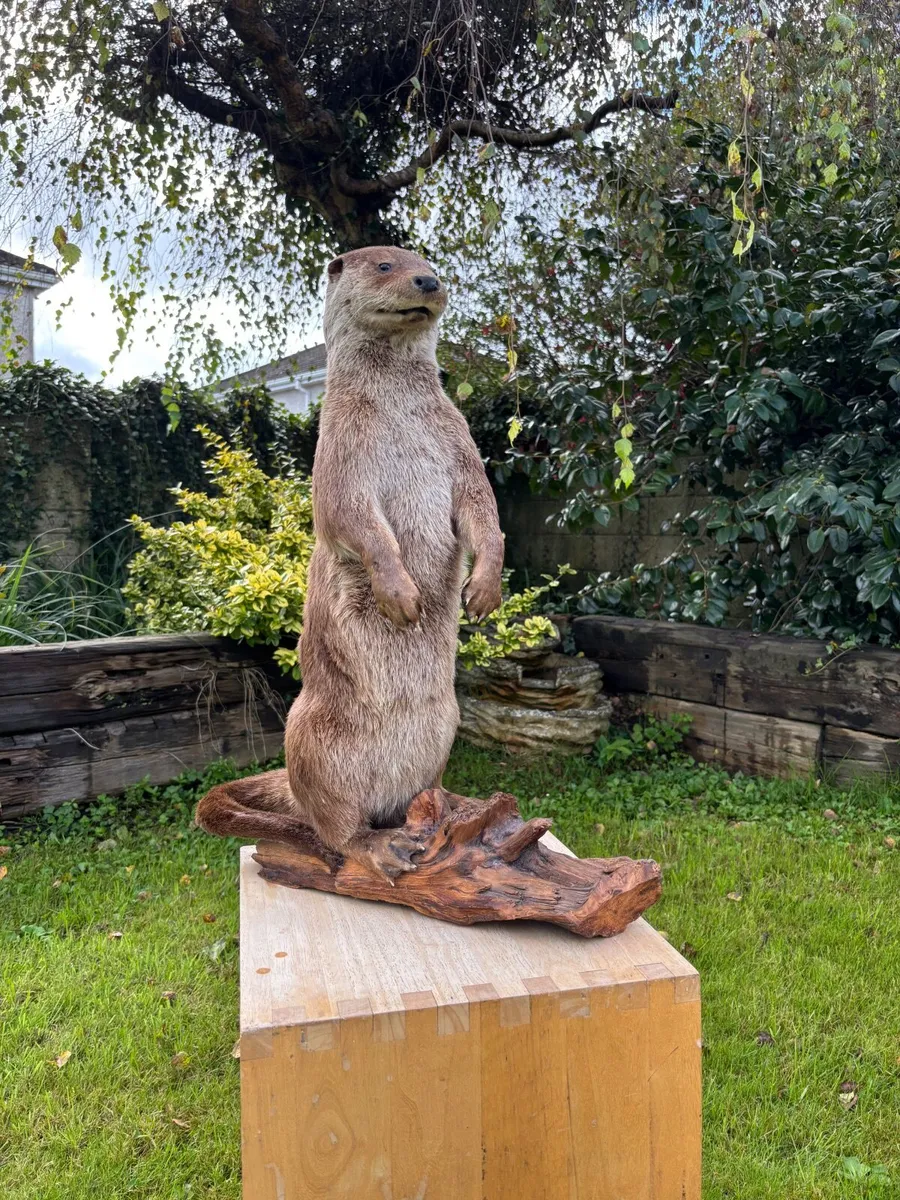 Mounted Otter on Bog Oak – Excellent Condition - Image 4
