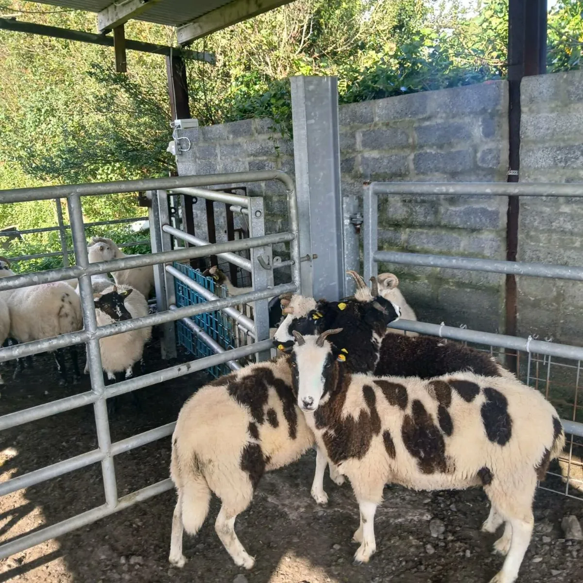 Ewe Hoggets - Image 1