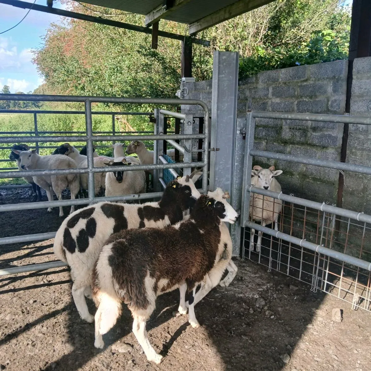 Ewe Hoggets - Image 2