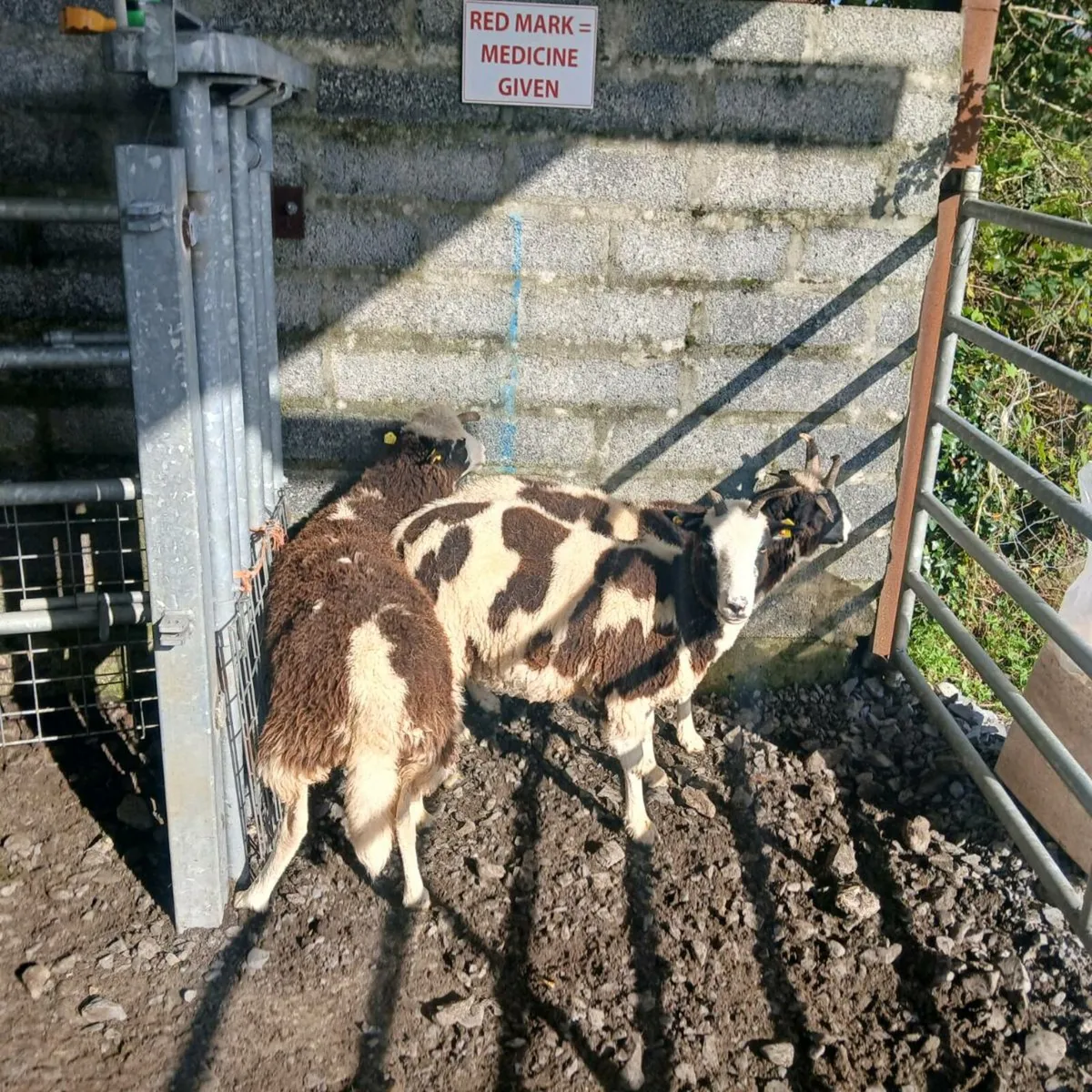 Ewe Hoggets - Image 3