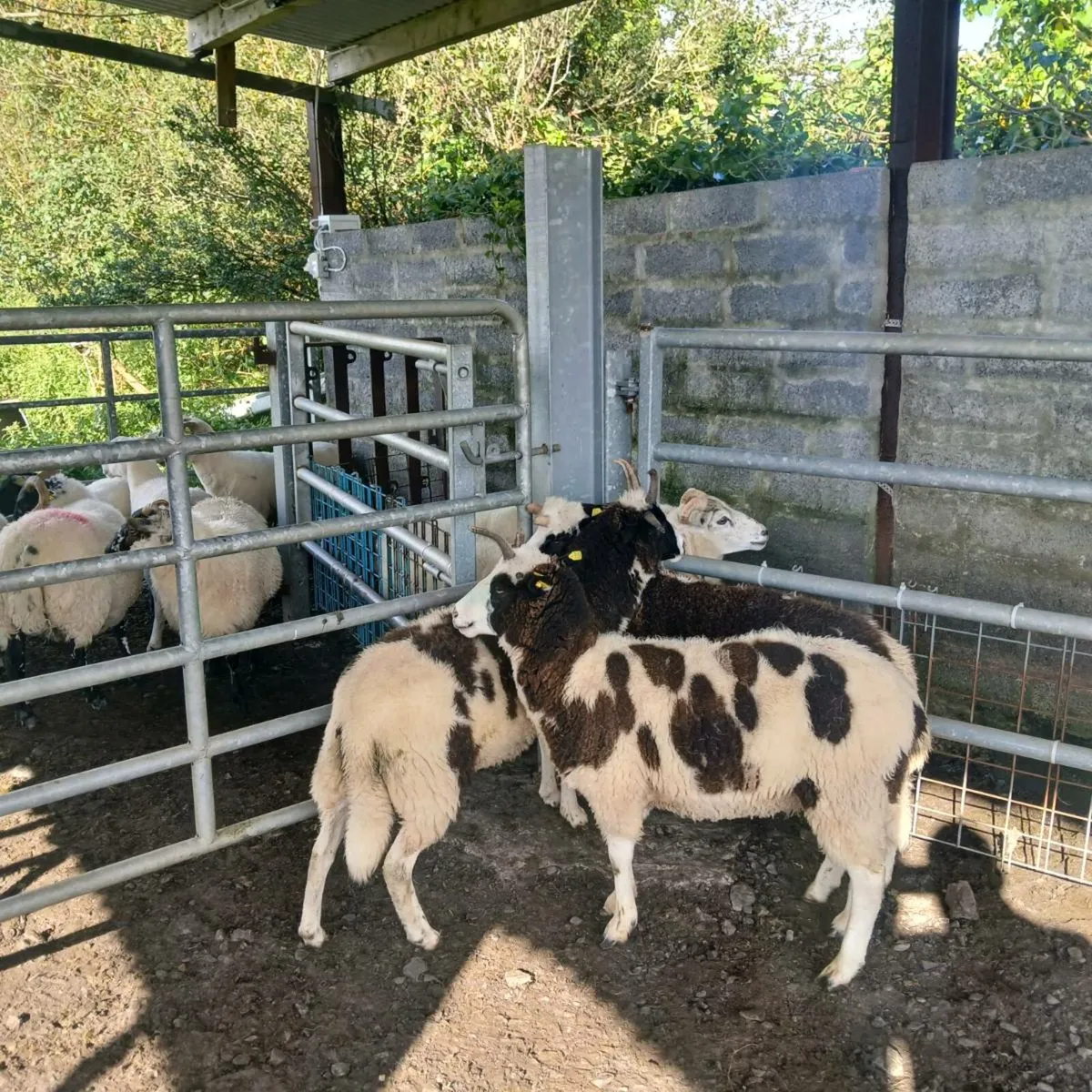 Ewe Hoggets - Image 4