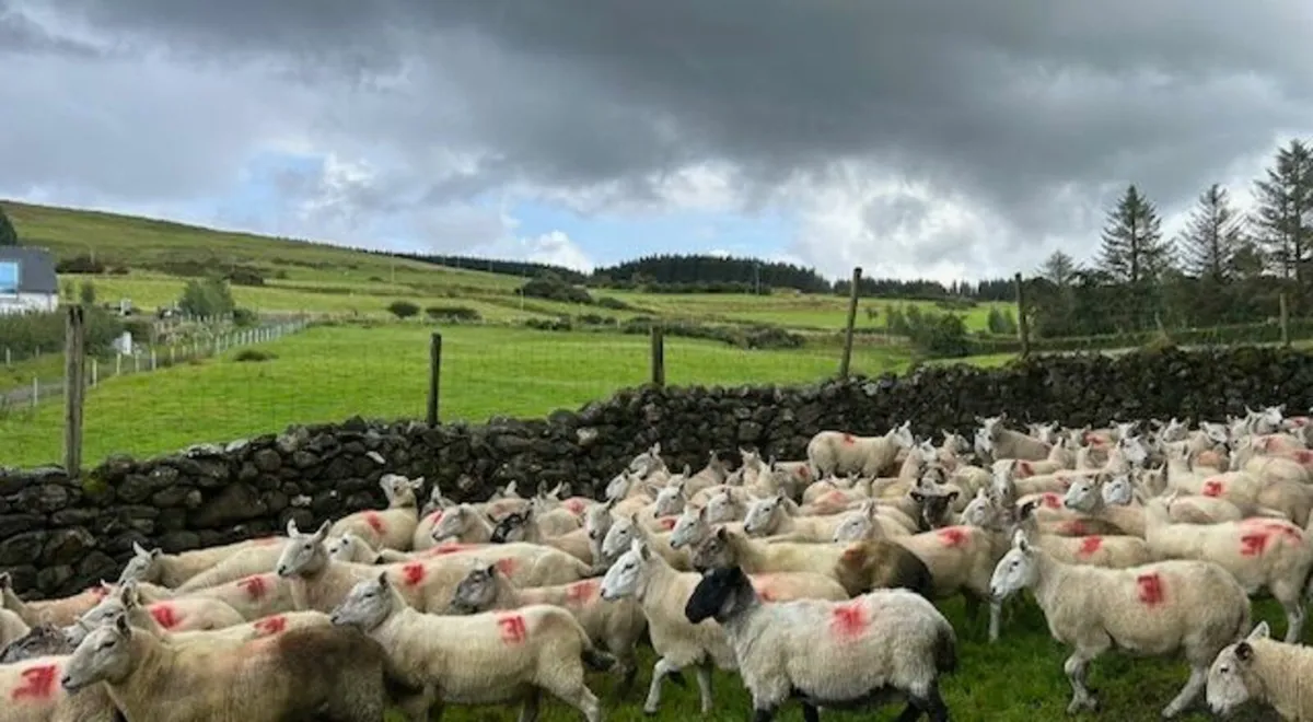 Suffolk Cross Ewes - Image 1