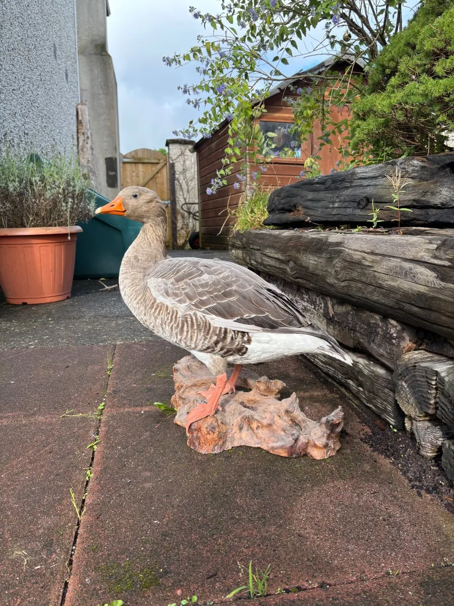 Mounted Greylag Goose on Bog Oak – Excellent Condi - Image 1