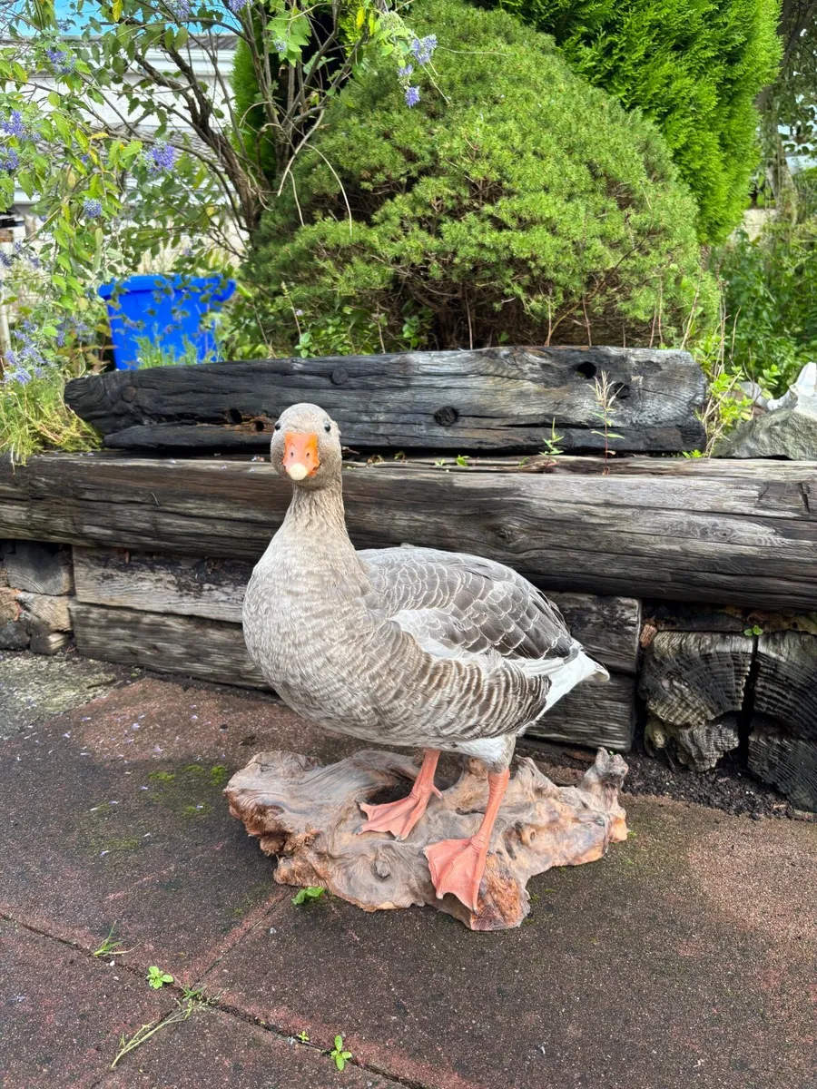Mounted Greylag Goose on Bog Oak – Excellent Condi - Image 2