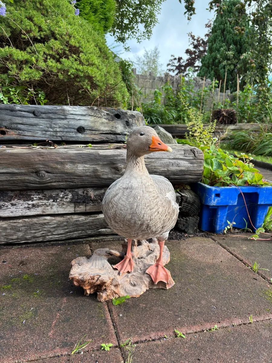 Mounted Greylag Goose on Bog Oak – Excellent Condi - Image 3