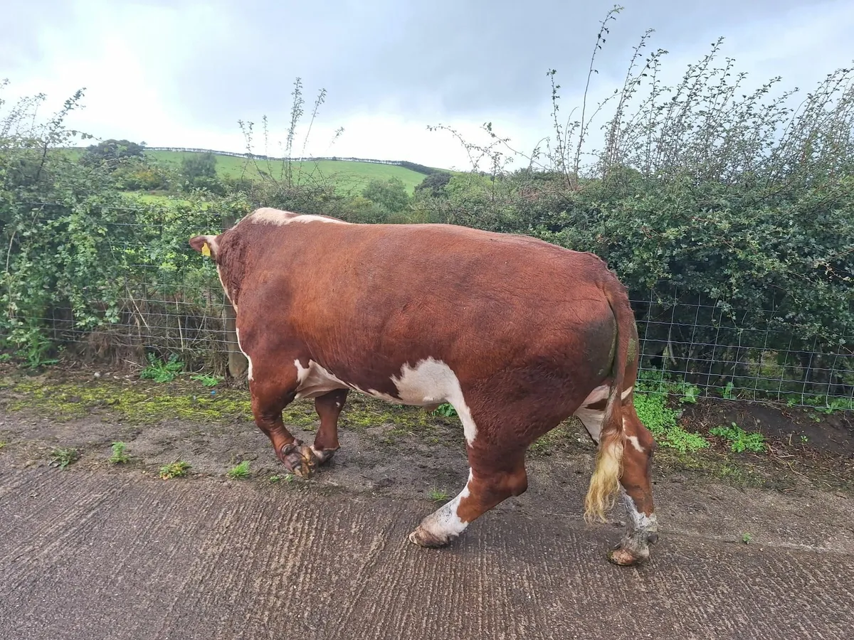 Hereford bull - Image 2