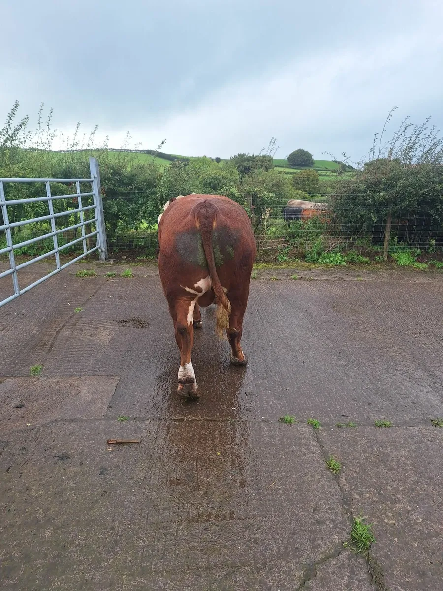 Hereford bull - Image 3