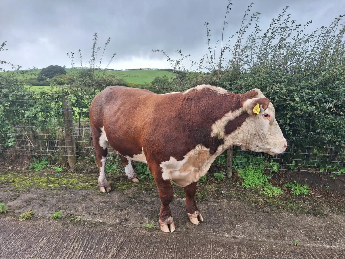 Hereford bull - Image 1