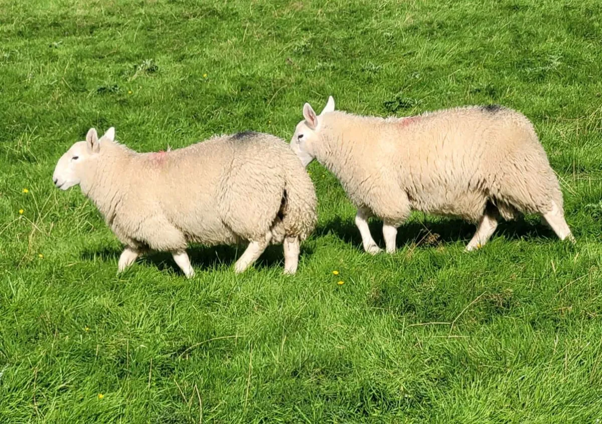 Cheviot Ram Lambs - Image 4