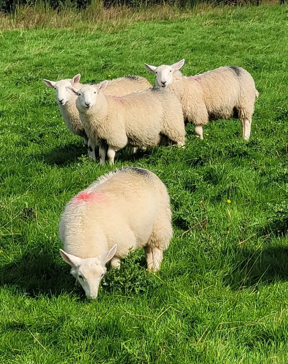 Cheviot Ram Lambs - Image 2