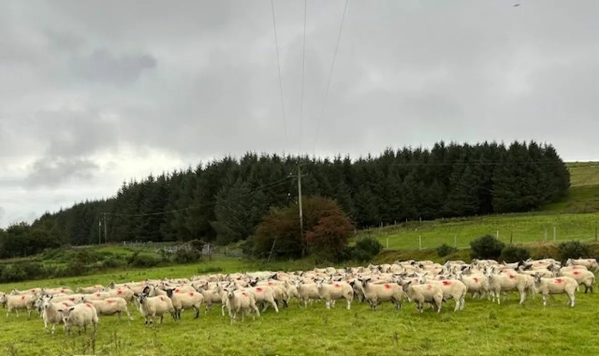 Suffolk Cross Ewes - Image 2