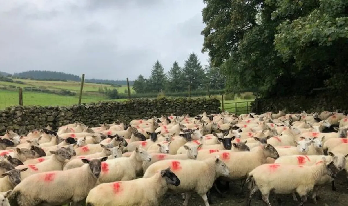 Suffolk Cross Ewes - Image 3