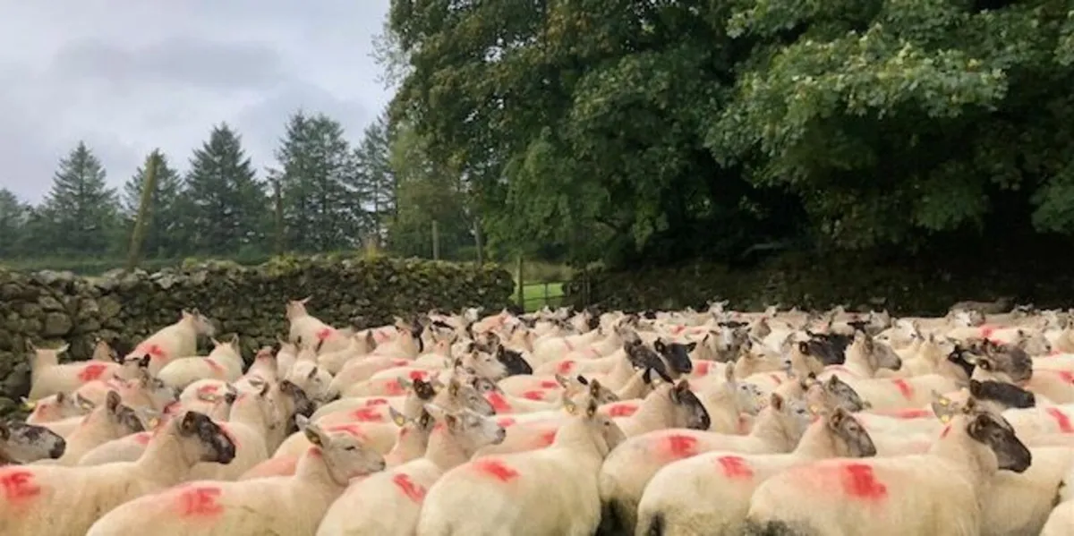 Suffolk Cross Ewes - Image 4
