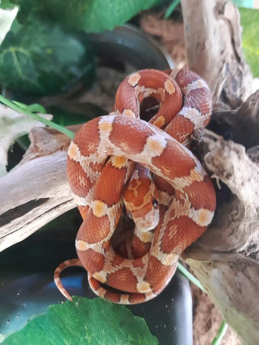Corn Snakes - Image 1