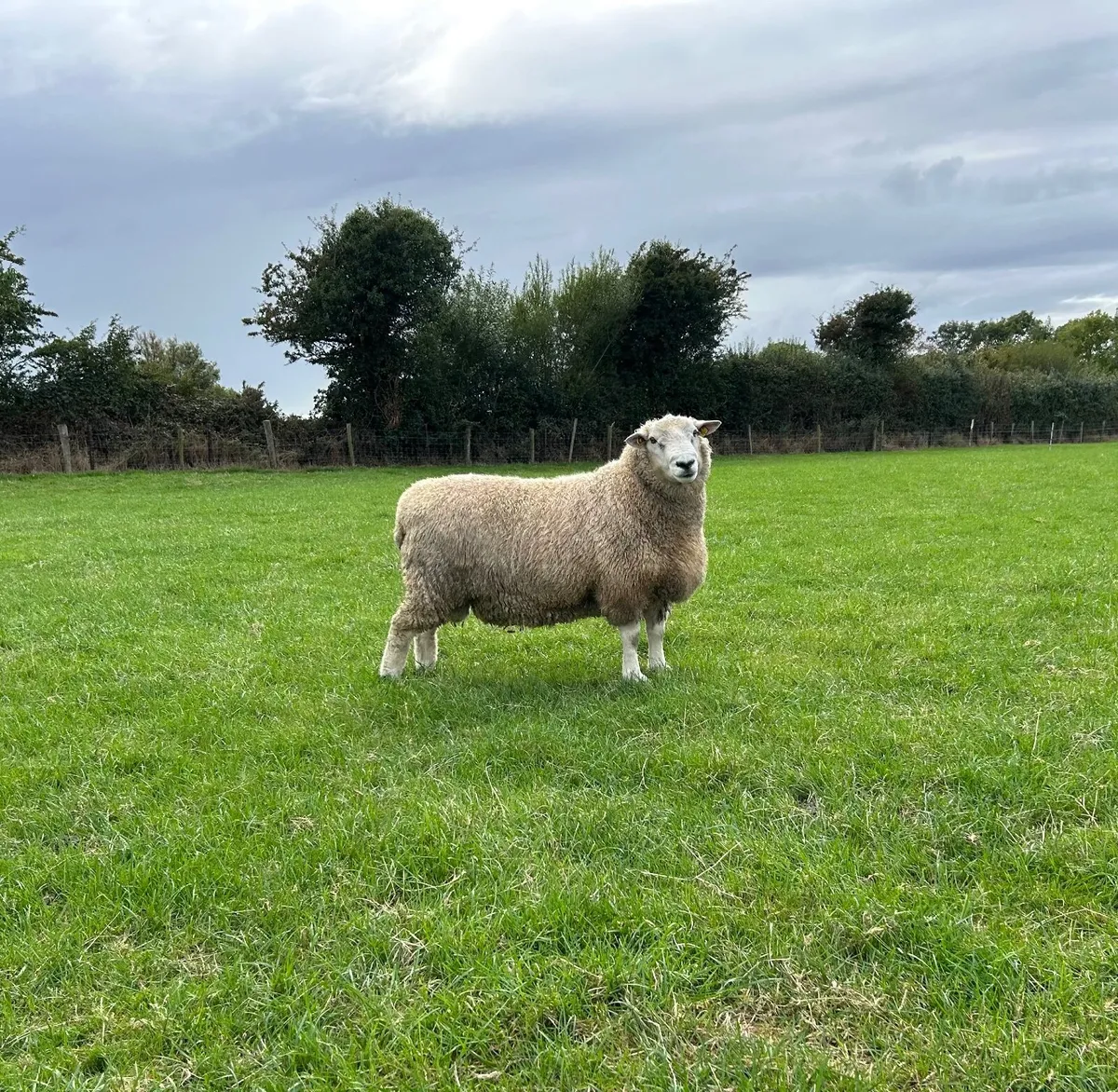 Romney Hogget