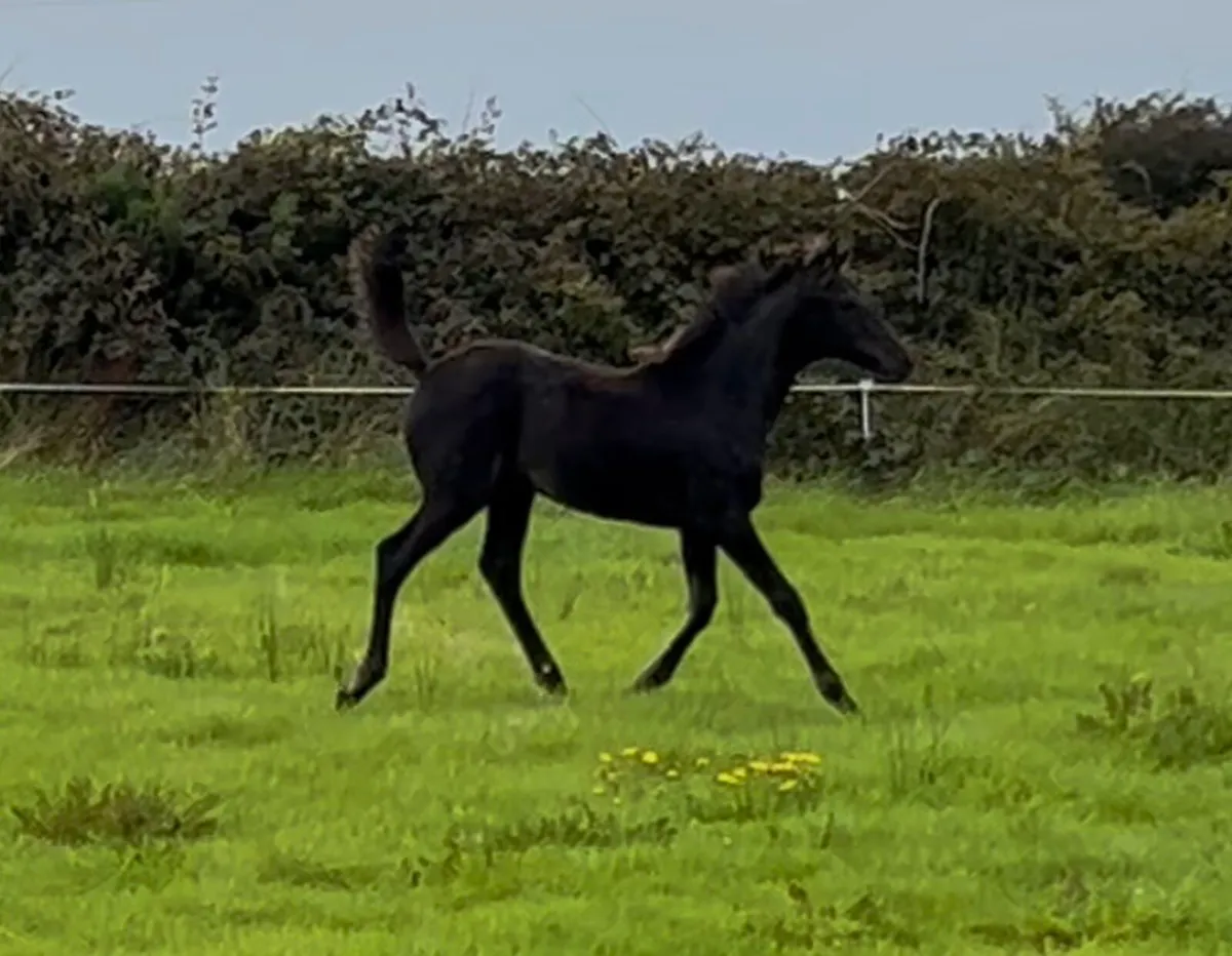 Bay Filly Foal - Image 1