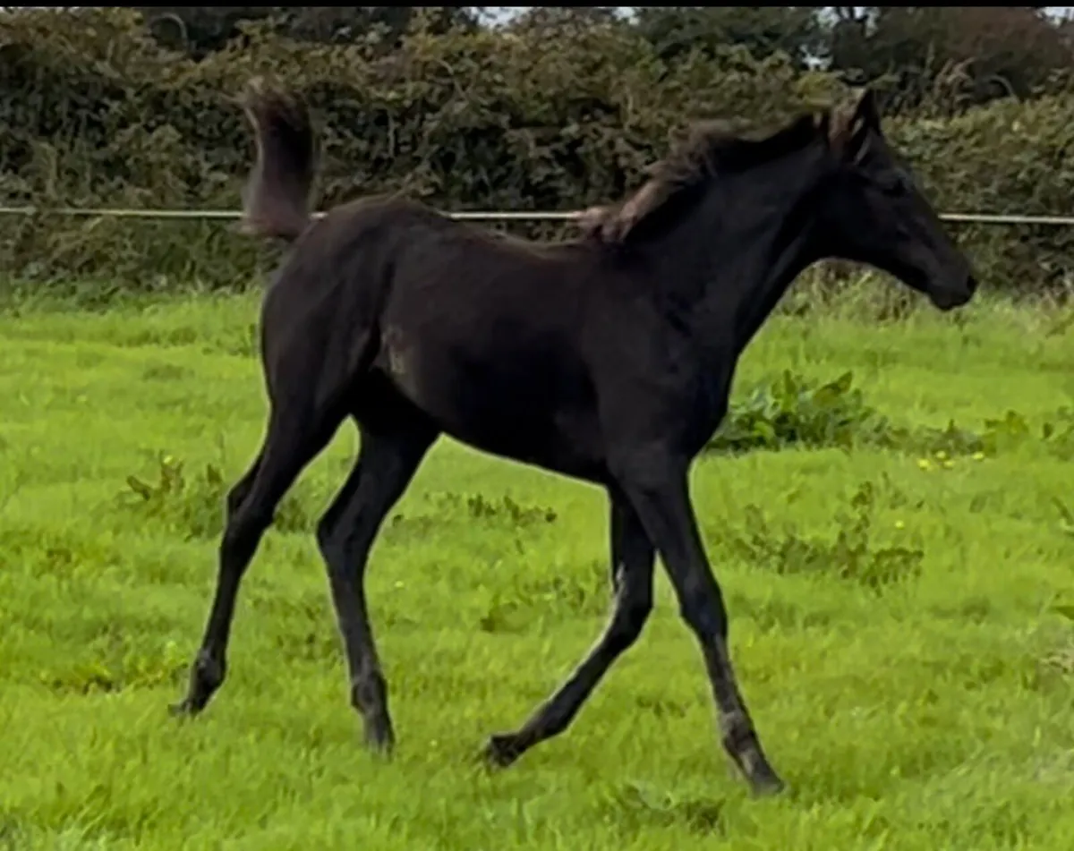 Bay Filly Foal - Image 2