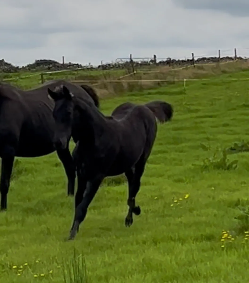 Bay Filly Foal - Image 3