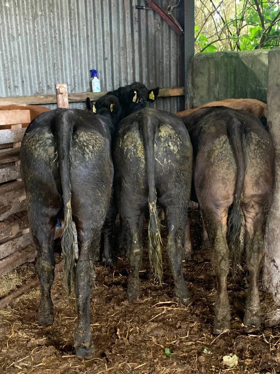 4 Super Quality LMX heifers for sale - Image 1