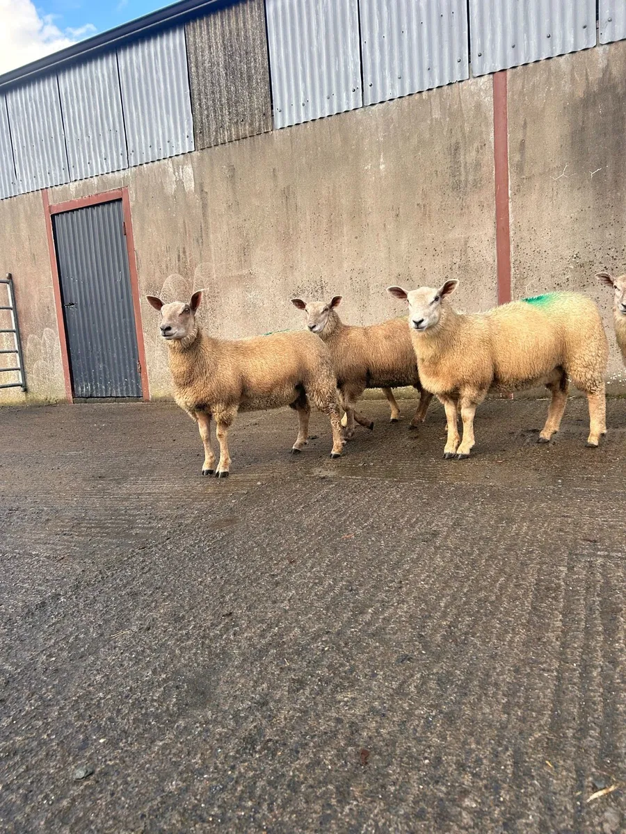 Ewe lambs - Image 1