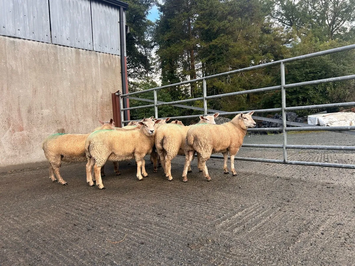 Ewe lambs - Image 2
