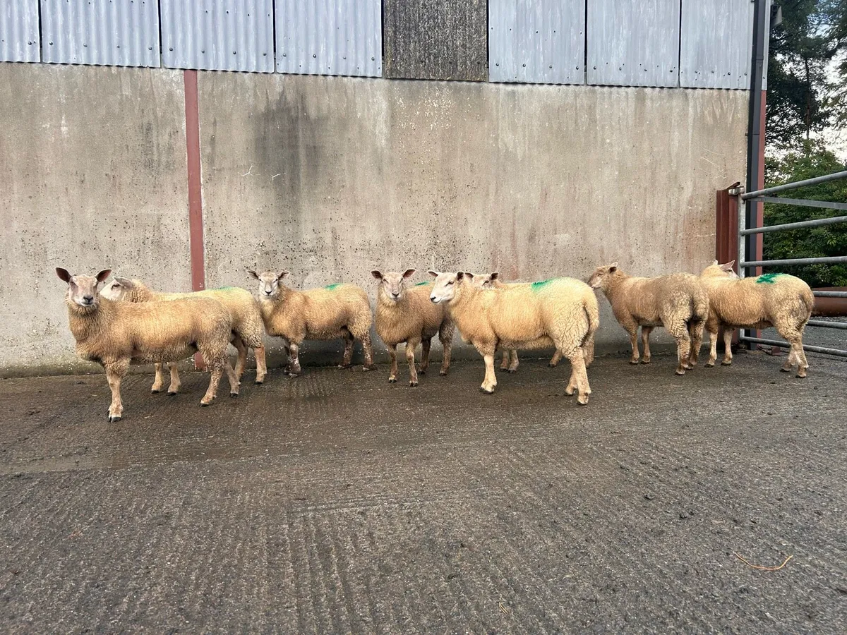 Ewe lambs - Image 3