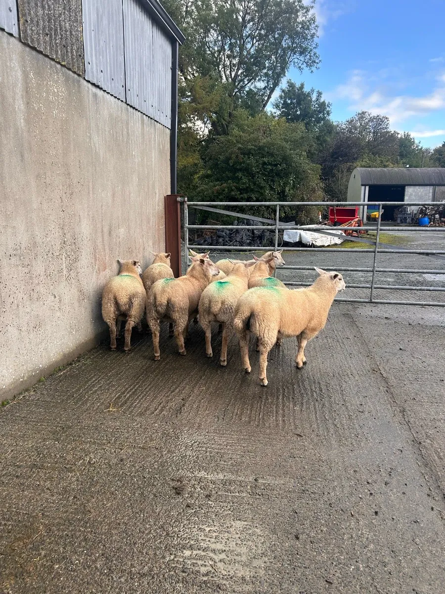 Ewe lambs - Image 4