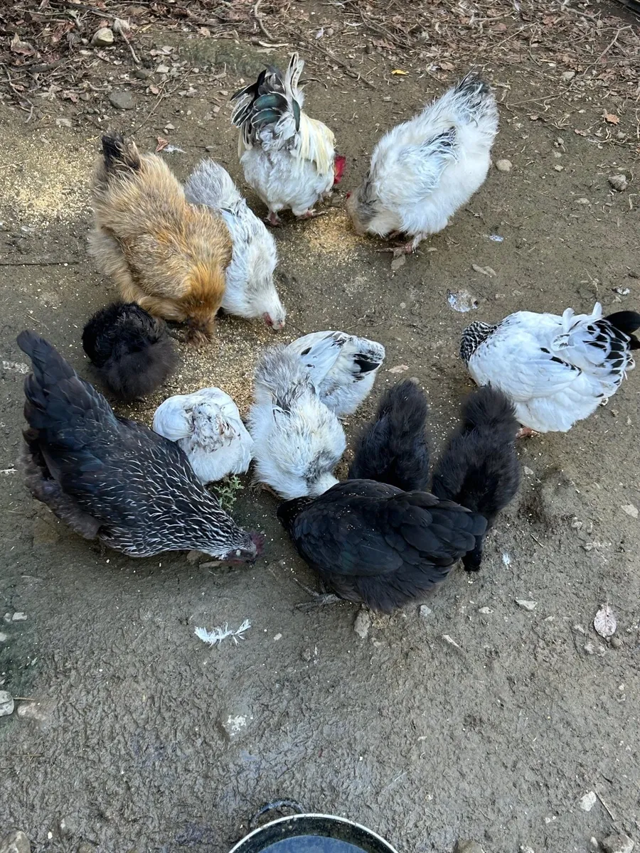 Silkie chicks - Image 1