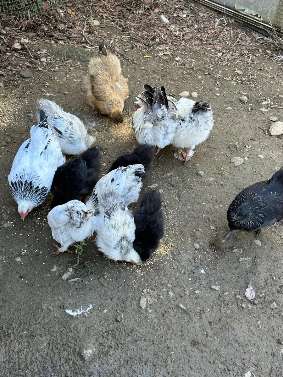 Silkie chicks - Image 2