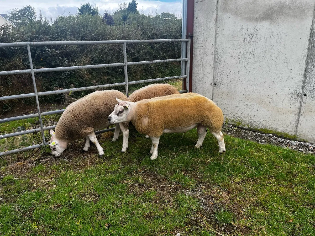 Beltex hogget rams - Image 1
