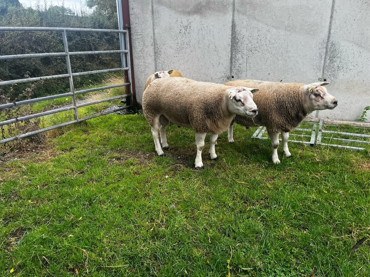 Beltex hogget rams - Image 3