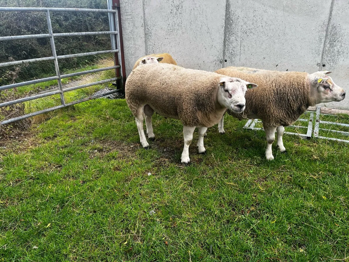 Beltex hogget rams - Image 4