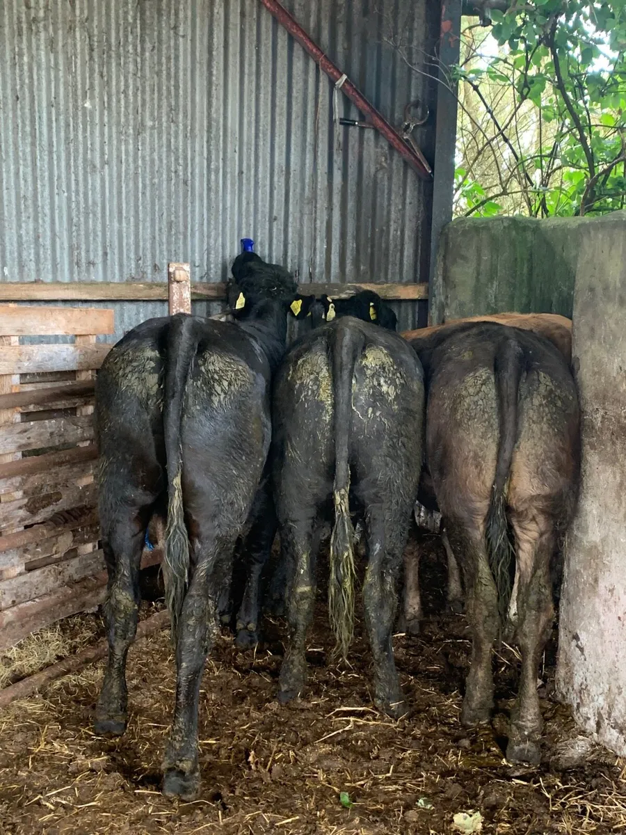4 Super Quality LMX heifers for sale - Image 2