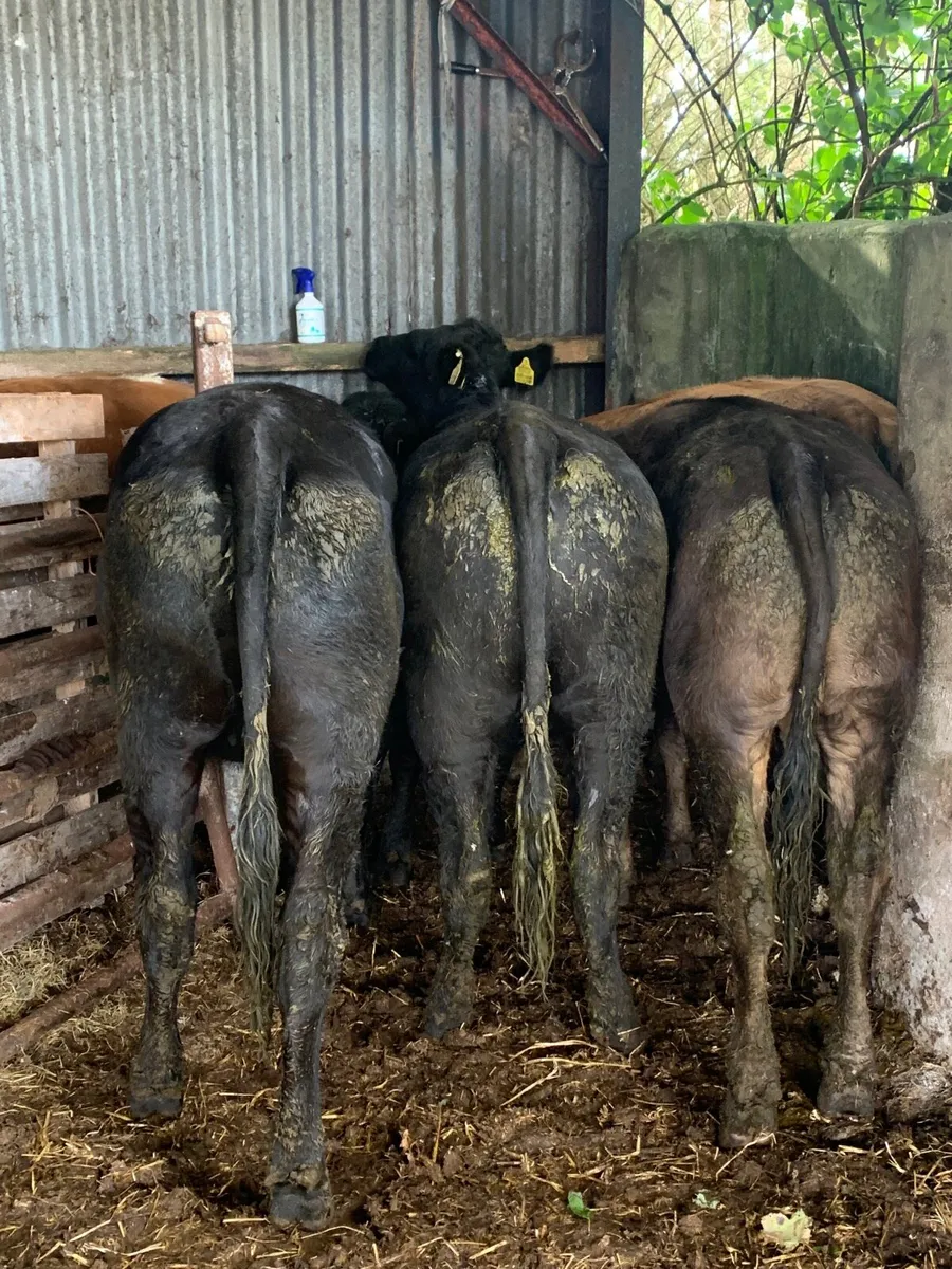 4 Super Quality LMX heifers for sale - Image 3