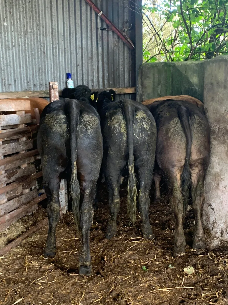 4 Super Quality LMX heifers for sale - Image 4