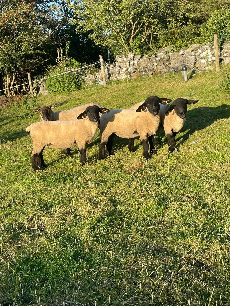 SUFFOLK EWE HOGGETS - Image 2