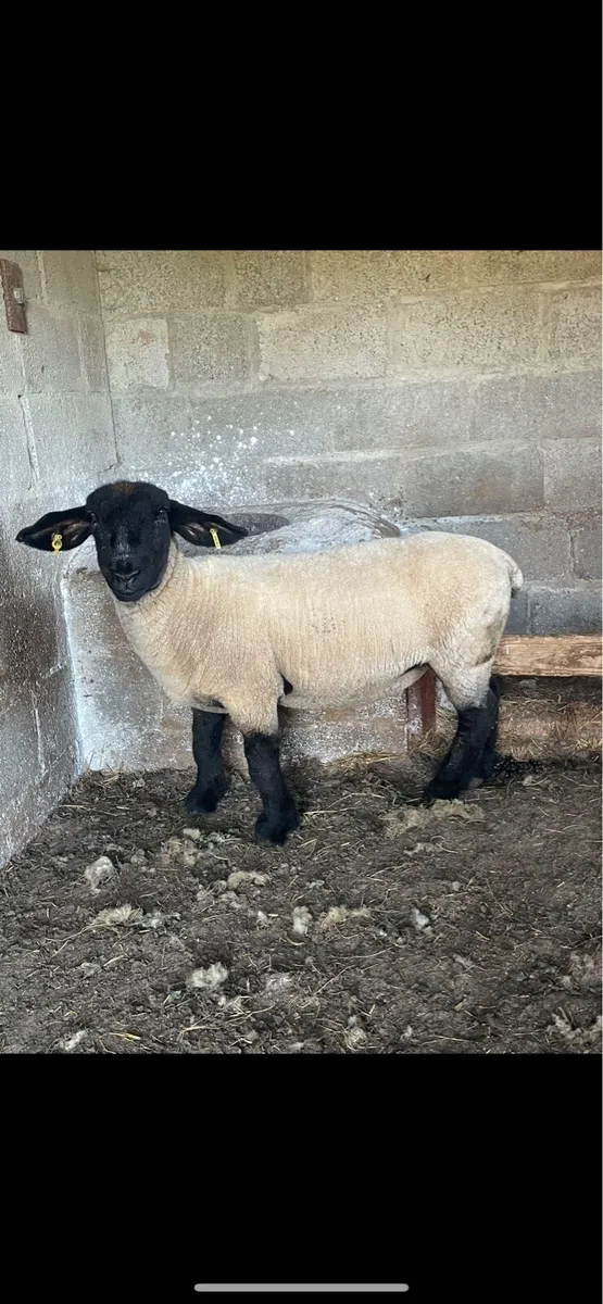SUFFOLK EWE HOGGETS - Image 1