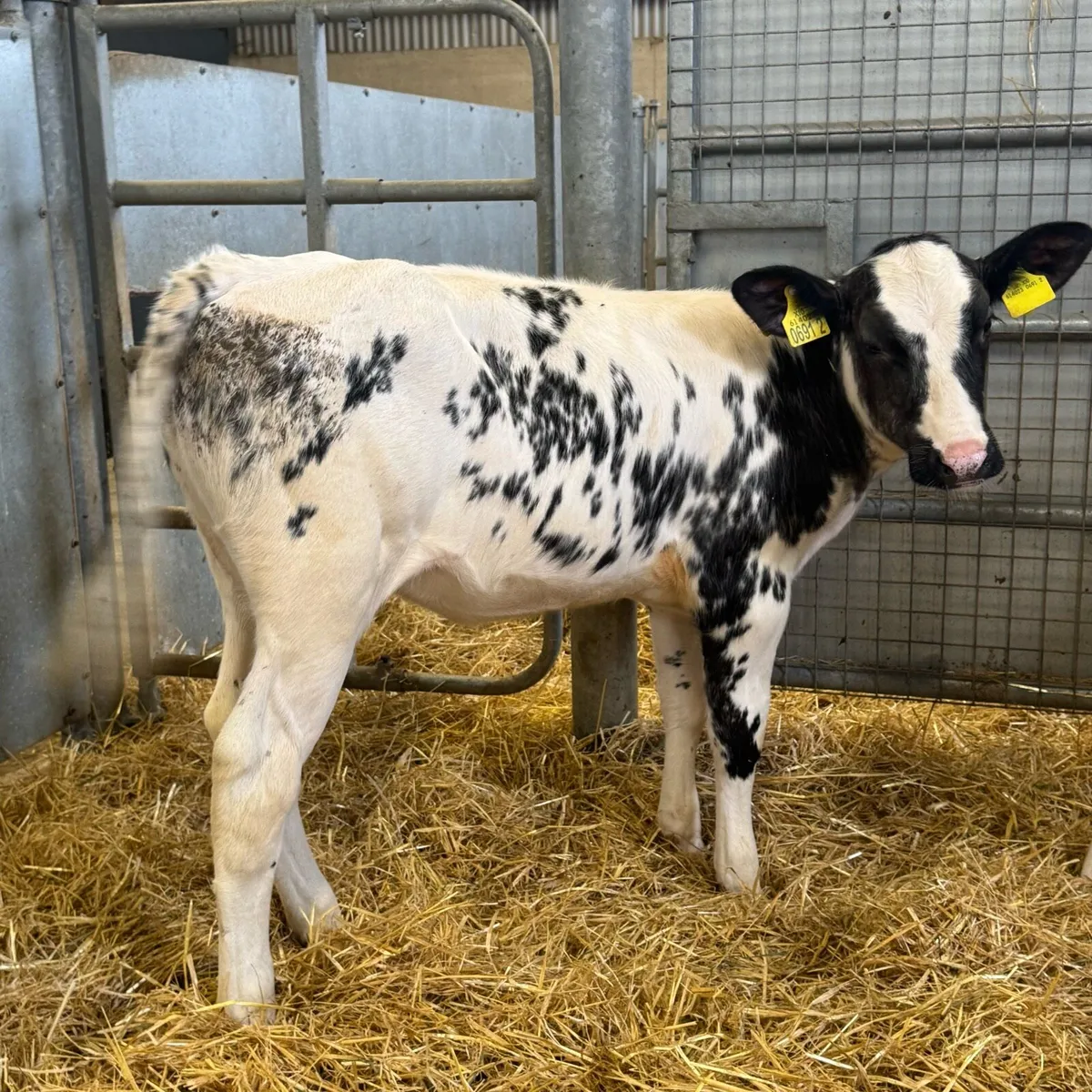 Belgian Blue Heifers - Image 1