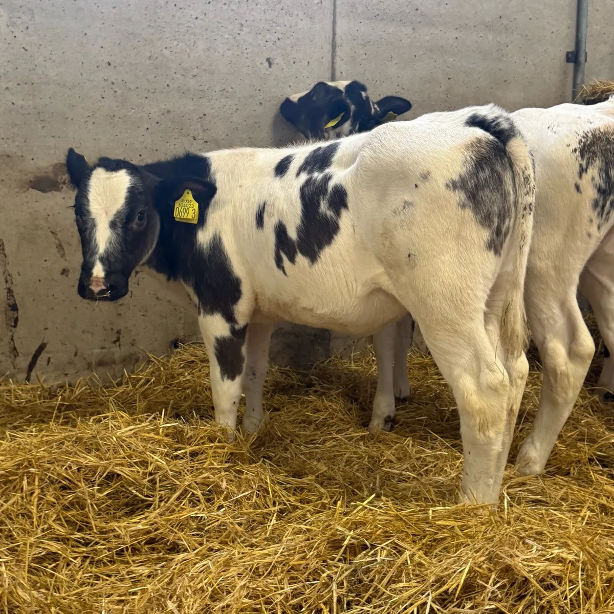 Belgian Blue Heifers - Image 2