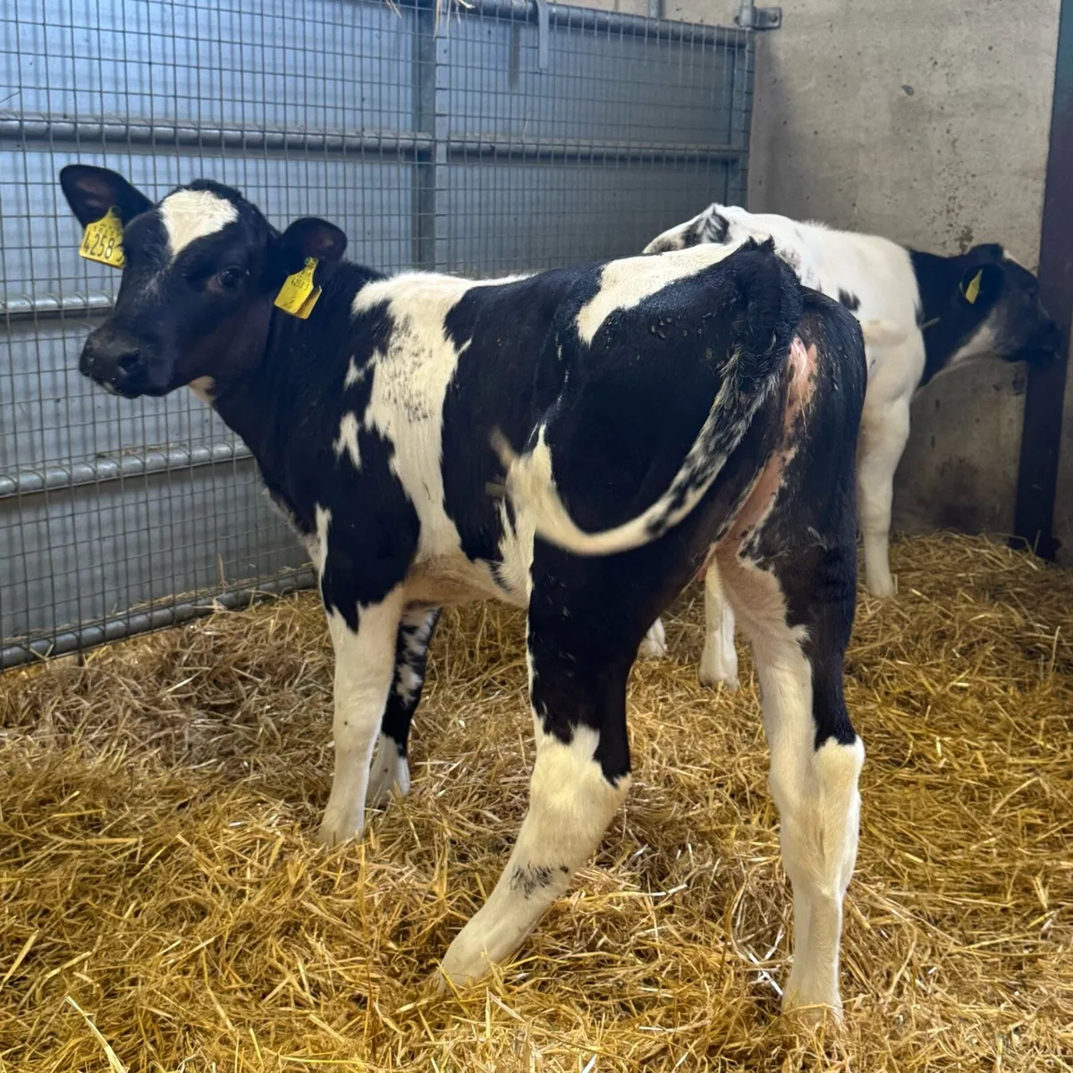 Belgian Blue Heifers - Image 3