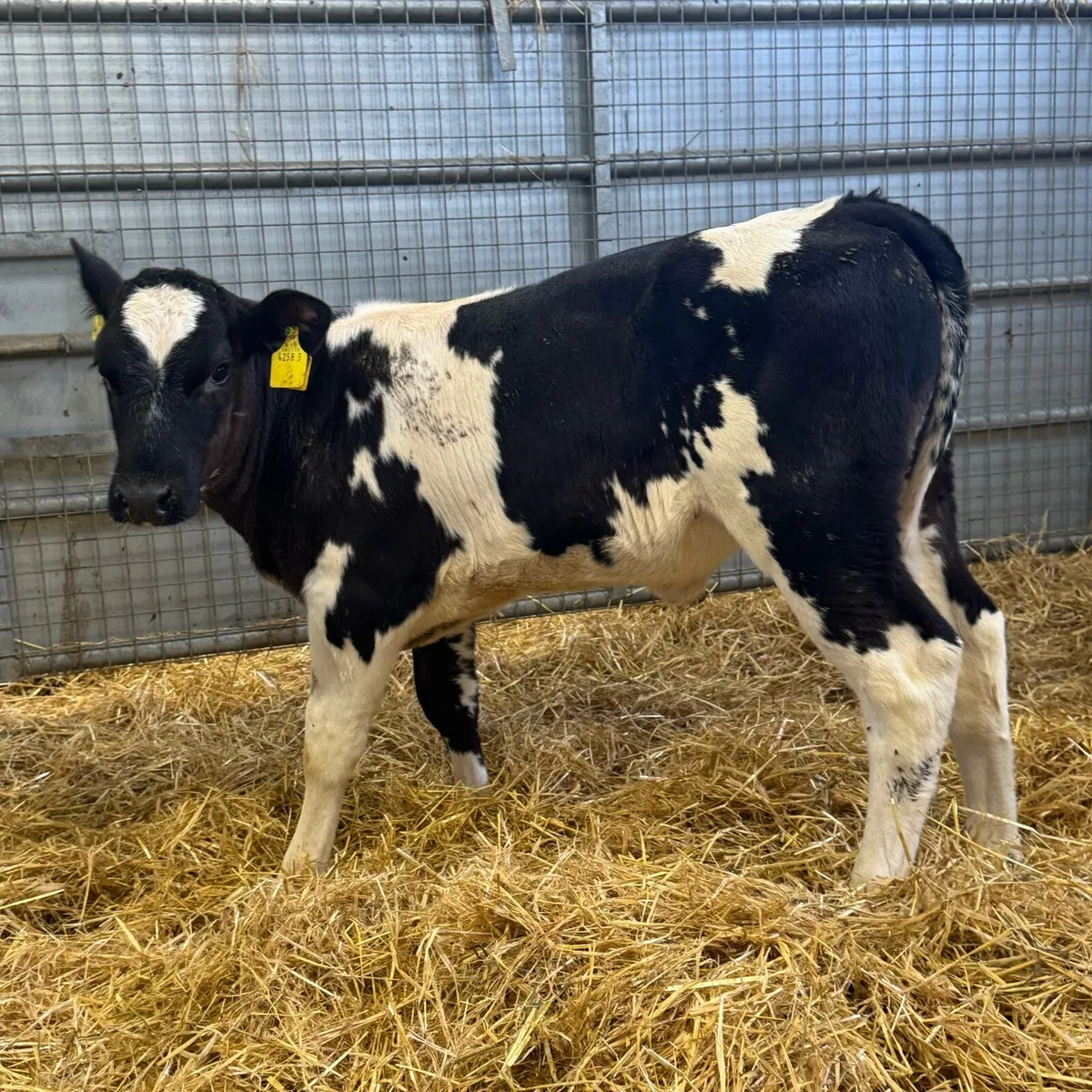 Belgian Blue Heifers - Image 4