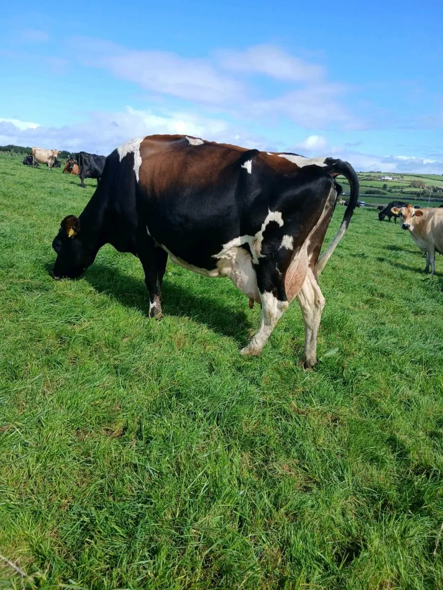 Incalf cows - Image 1