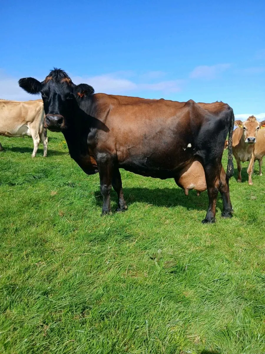 Incalf cows - Image 2