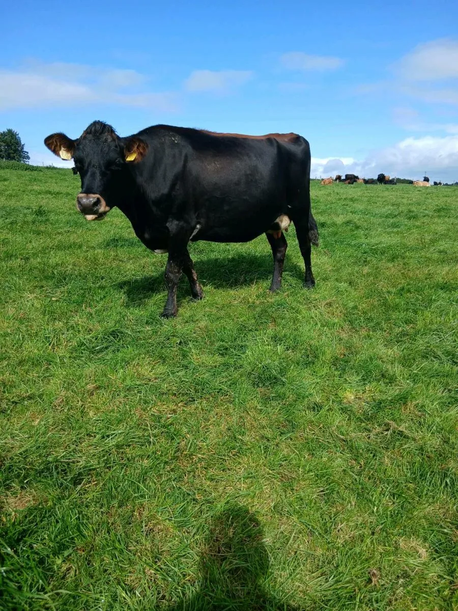 Incalf cows - Image 3