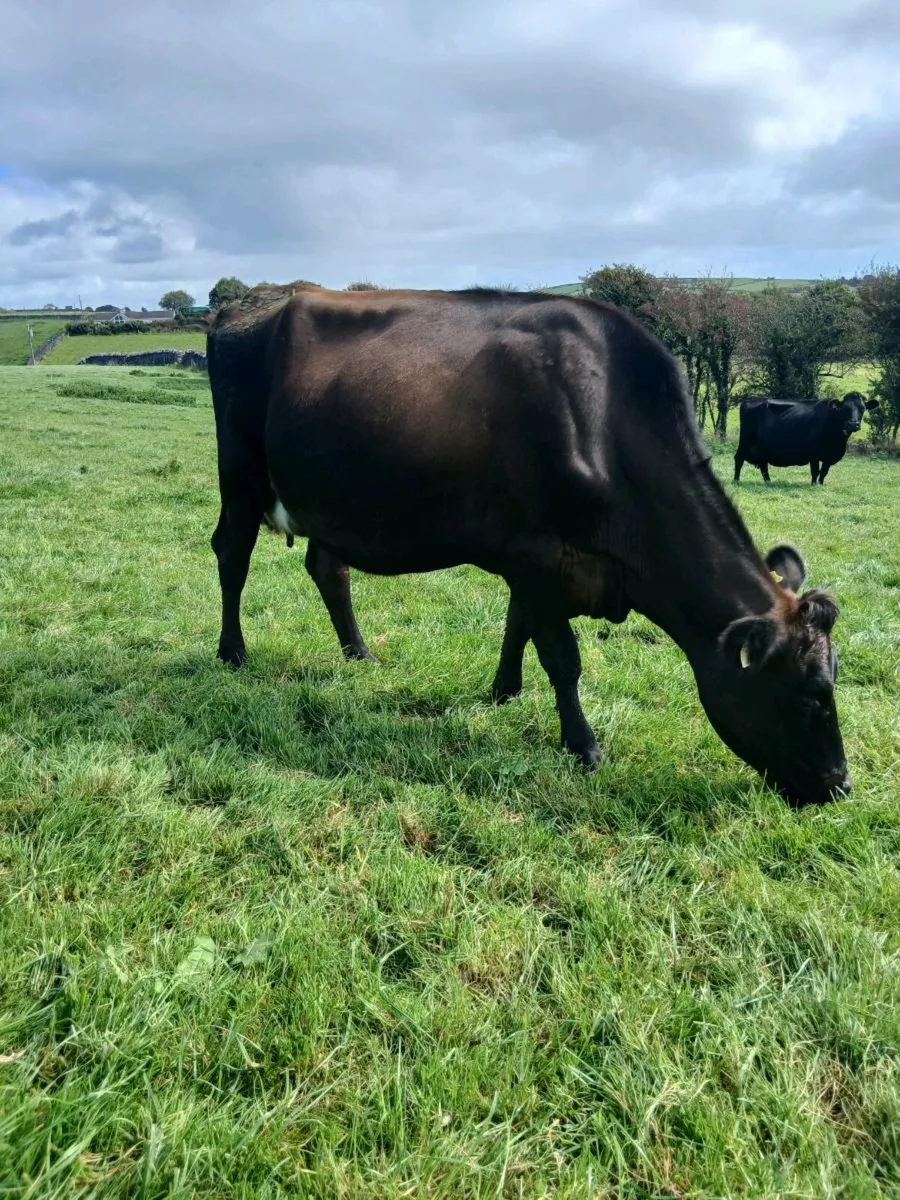 Incalf cows - Image 4
