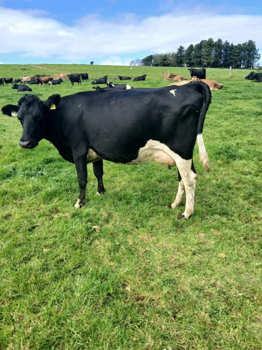 Incalf cows - Image 1